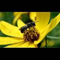 picture Osmia niveata