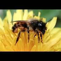 picture Red Mason Bee