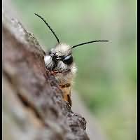 foto Osmia rufa