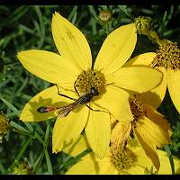 picture Sand Digger Wasp