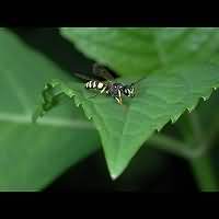 foto Cerceris quadricincta