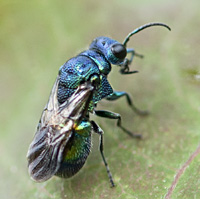 foto van Pseudomalus violaceus