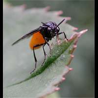 picture of Large Rose Sawfly, Arge pagana