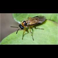 photograph Athalia sp