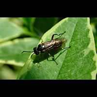 picture Macrophya punctumalbum