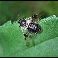 picture Honeysuckle Sawfly