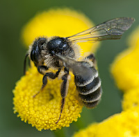 foto van de zandbij Kruiskruidzandbij Andrena denticulata