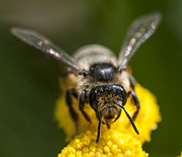 foto van de zandbij Andrena denticulata