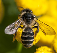 foto van de zandbij Andrena denticulata