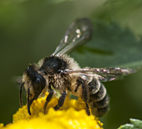 picture of mining bee Andrena denticulata