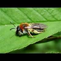 foto Andrena haemorrhoa