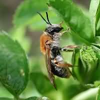 foto Andrena haemorrhoa