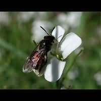 foto Andrena labiata