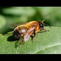 photograph Andrena nigroaenea