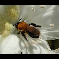 picture Andrena nitida