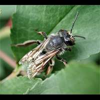 photograph Andrena carantonica