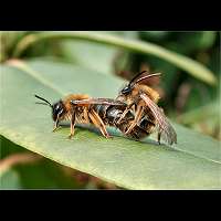 foto Andrena tibialis