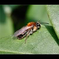 photograph Andrena varians