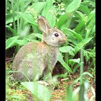 photograph Oryctolagus cuniculus