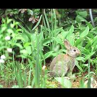 photo of a rabbit